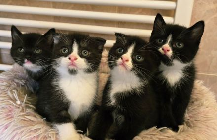 BKH Kitten in schwarz-weiß noch 2 Kater ab sofort abgabebereit