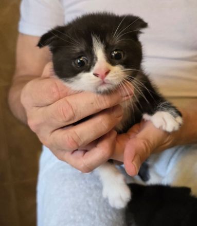 BKH Kitten in schwarz-weiß noch 2 Kater ab sofort abgabebereit