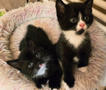 BKH Kitten in schwarz-weiß noch 2 Kater ab sofort abgabebereit