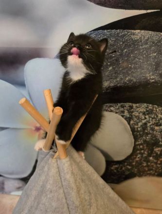 BKH Kitten in schwarz-weiß noch 2 Kater ab sofort abgabebereit