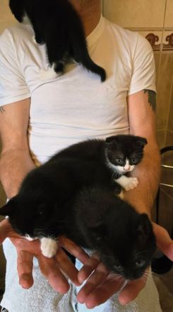 BKH Kitten in schwarz-weiß noch 2 Kater ab sofort abgabebereit