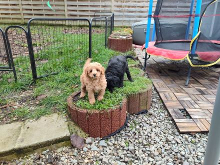 Liebevoll aufgewachsene Kleinpudel suchen Zuhause