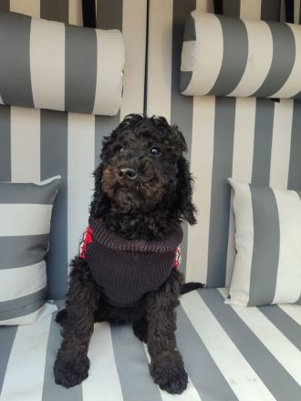 Kleinpudel sucht Zuhause