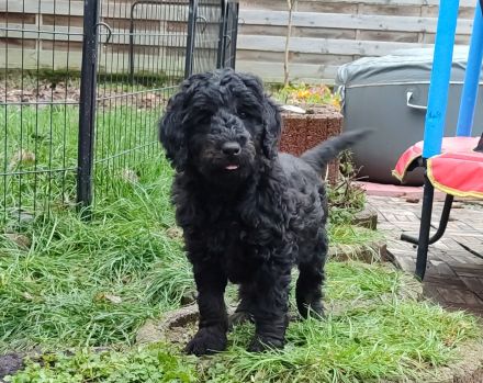 Liebevoll aufgewachsene Kleinpudel suchen Zuhause