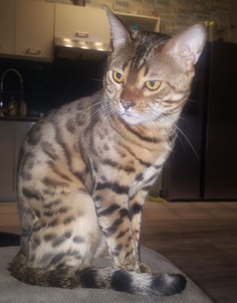BENGAL DECKKATER