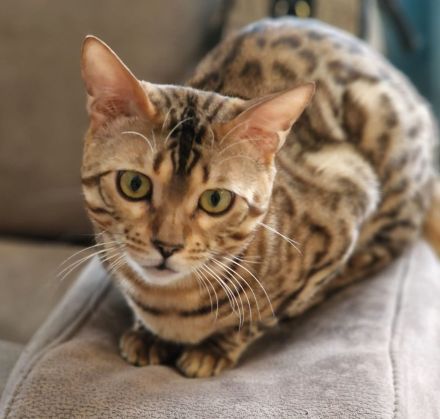 BENGAL DECKKATER