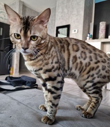 BENGAL DECKKATER