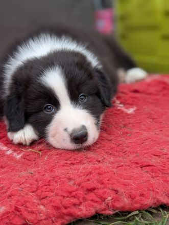 Reinrassige Australian Shepherd Welpen mit Papieren