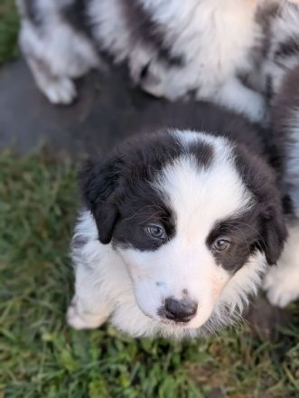 Reinrassige Australian Shepherd Welpen mit Papieren