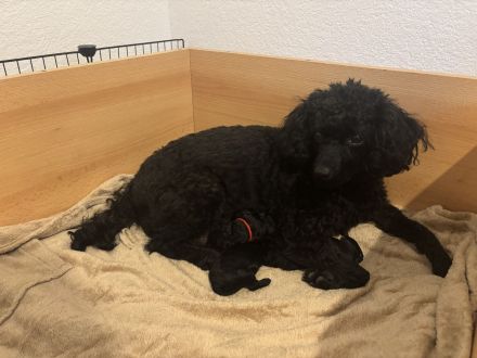 Süße Zwergpudel Hündinnen
