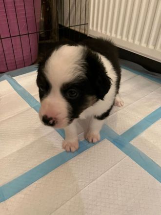 "Eleven Stars on 25"