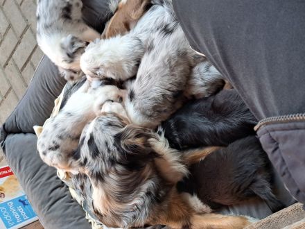 "Eleven Stars on 25"