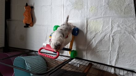 "Eleven Stars on 25"