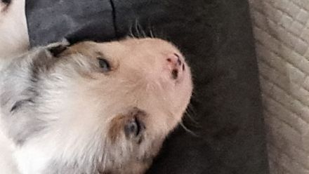 "Eleven Stars on 25"