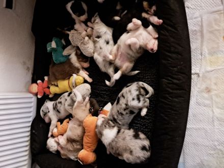 "Eleven Stars on 25"