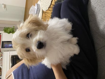 Malteser - Mavaneser