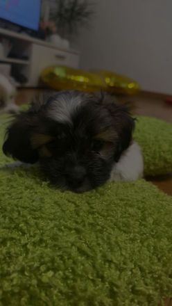 Malteser - Mavaneser