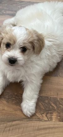 Malteser - Mavaneser