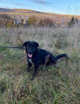 Aktiver Rollo sucht liebevolle und konsequente Menschen