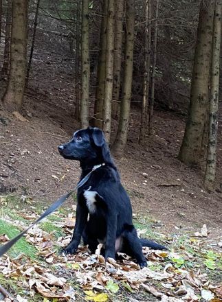 Aktiver Rollo sucht liebevolle und konsequente Menschen