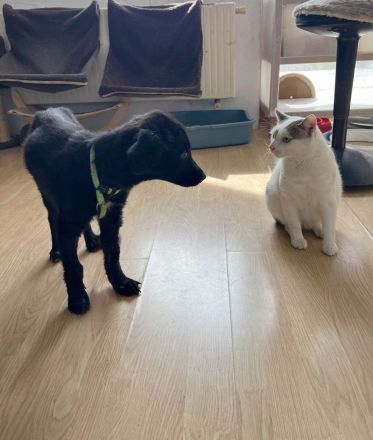 Aktiver Rollo sucht liebevolle und konsequente Menschen