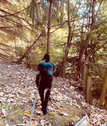 Aktiver Rollo sucht liebevolle und konsequente Menschen