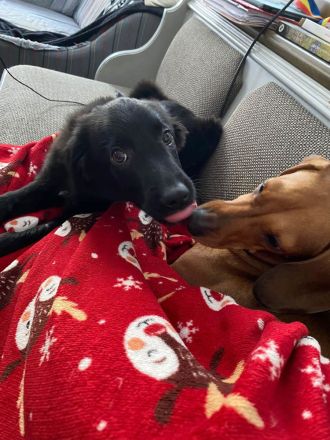 Aktiver Rollo sucht liebevolle und konsequente Menschen