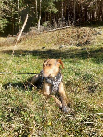 Hazel sucht ruhigen, liebevollen Zuhausezel
