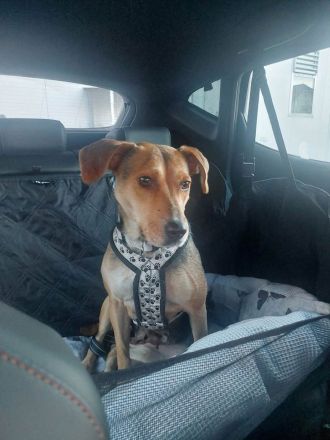 Hazel sucht ruhigen, liebevollen Zuhausezel