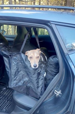 Hazel sucht ruhigen, liebevollen Zuhausezel