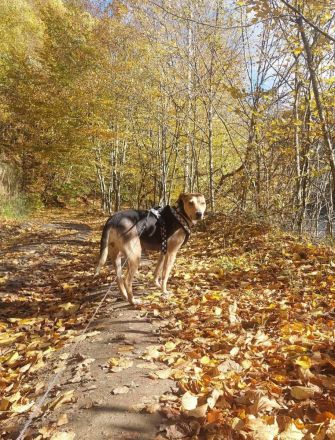 Hazel sucht ruhigen, liebevollen Zuhausezel