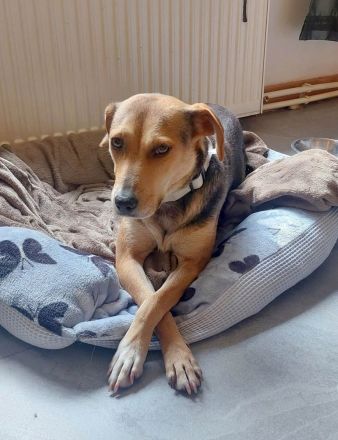 Hazel sucht ruhigen, liebevollen Zuhausezel