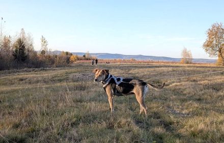Hazel sucht ruhigen, liebevollen Zuhausezel