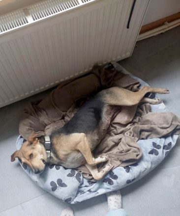 Hazel sucht ruhigen, liebevollen Zuhausezel