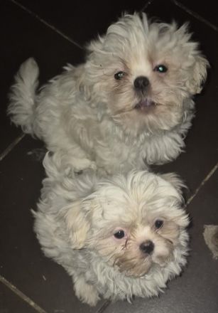 Süße Malteser-Shizu Welpen