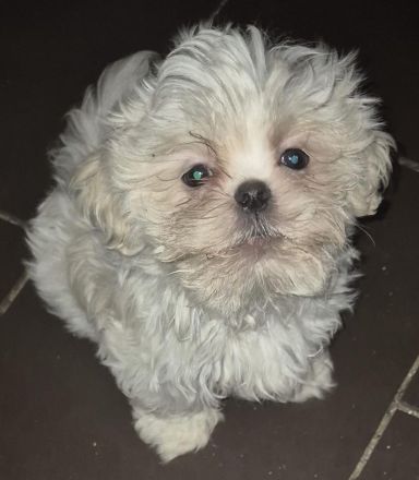 Süße Malteser-Shizu Welpen
