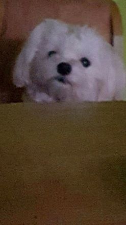 Süße Malteser-Shizu Welpen