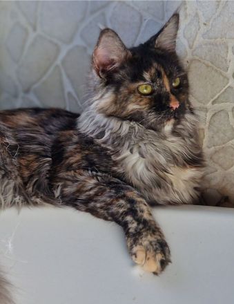 Maine Coon Kitten/smoke/shaded/Tortie