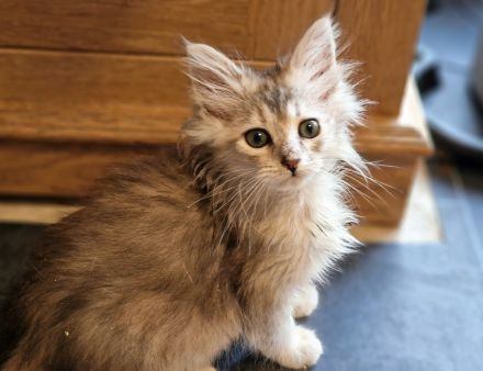 Maine Coon Kitten/smoke/shaded/Tortie