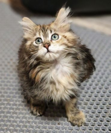 Maine Coon Kitten/smoke/shaded/Tortie