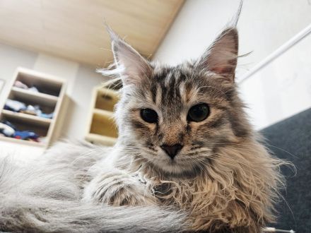 Maine Coon Kitten/smoke/shaded/Tortie