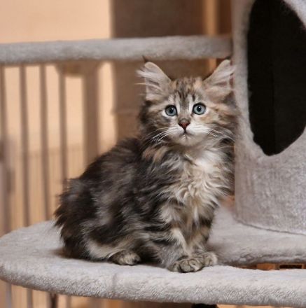 Maine Coon Kitten/smoke/shaded/Tortie