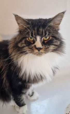 Maine Coon Kitten/smoke/shaded/Tortie