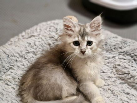 Maine Coon Kitten/smoke/shaded/Tortie