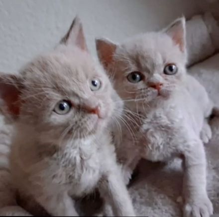 2 Britisch Kurzhaar Männchen abzugeben,reinrassig