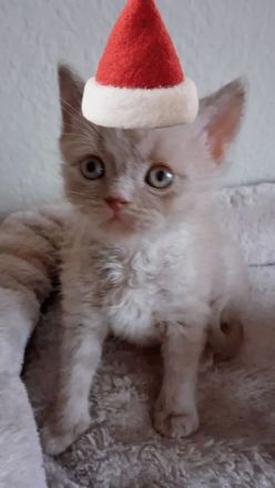 2 Britisch Kurzhaar Männchen abzugeben,reinrassig