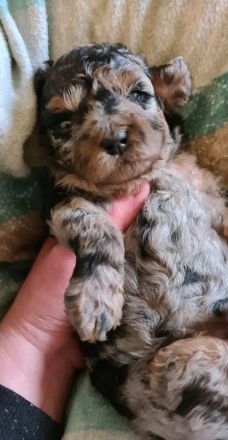 Zwergpudel Welpe weiblich