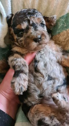 Zwergpudel Welpe weiblich