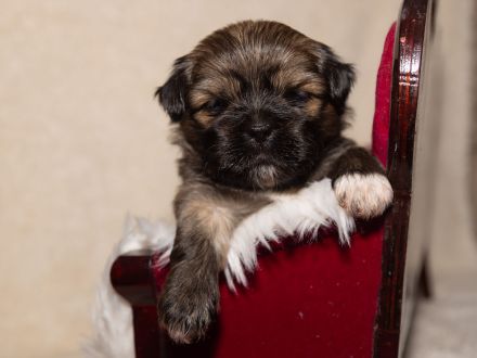 reinrassiger Lhasa apso Welpe