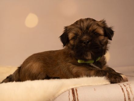 reinrassiger Lhasa apso Welpe